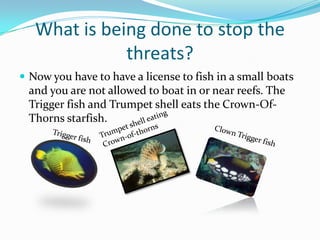 What is being done to stop the threats?Now you have to have a license to fish in a small boats and you are not allowed to boat in or near reefs. The Trigger fish and Trumpet shell eats the Crown-Of-Thorns starfish. Trumpet shell eating Crown-of-thornsTrigger fishClown Trigger fish