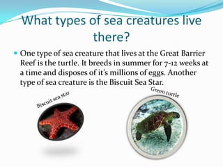 What types of sea creatures live there?One type of sea creature that lives at the Great Barrier Reef is the turtle. It breeds in summer for 7-12 weeks at a time and disposes of it’s millions of eggs. Another type of sea creature is the Biscuit Sea Star.Green turtleBiscuit sea star