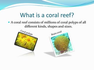 What is a coral reef?A coral reef consists of millions of coral polyps of all different kinds, shapes and sizes.Brain coralCoral polyps