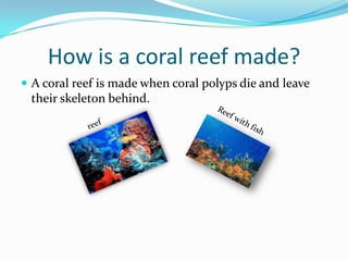 How is a coral reef made?A coral reef is made when coral polyps die and leave their skeleton behind. Reef with fishreef
