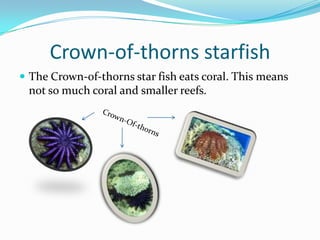 Crown-of-thorns starfishThe Crown-of-thorns star fish eats coral. This means not so much coral and smaller reefs.Crown-Of-thorns