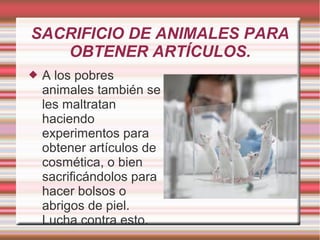 SACRIFICIO DE ANIMALES PARA
OBTENER ARTÍCULOS.
 A los pobres
animales también se
les maltratan
haciendo
experimentos para
obtener artículos de
cosmética, o bien
sacrificándolos para
hacer bolsos o
abrigos de piel.
Lucha contra esto.
 