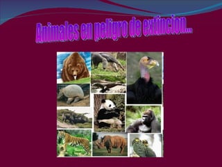 Animales en peligro de extincion... 