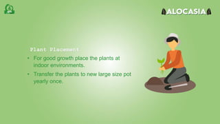 Plant Placement
• For good growth place the plants at
indoor environments.
• Transfer the plants to new large size pot
yearly once.
 