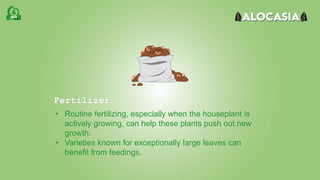 • Routine fertilizing, especially when the houseplant is
actively growing, can help these plants push out new
growth.
• Varieties known for exceptionally large leaves can
benefit from feedings.
Fertilizer
 