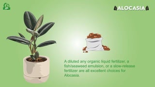 A diluted any organic liquid fertilizer, a
fish/seaweed emulsion, or a slow-release
fertilizer are all excellent choices for
Alocasia.
 