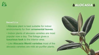 Benefits
• Alocasia plant is best suitable for indoor
environments for their ornamental leaves.
• Indoor plants of alocasia varieties are most
popular now a day. The foliage gives a
luxurious look to the interior area.
• Like Alocasia Wentii varieties most of the
alocasia varieties are mild air-purifier plants.
 