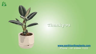 www.santhionlineplants.com
Phone : +91 63844 11222
Thankyou
 