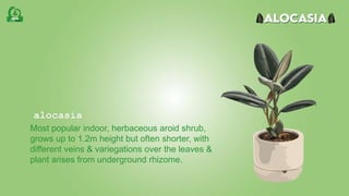 alocasia
Most popular indoor, herbaceous aroid shrub,
grows up to 1.2m height but often shorter, with
different veins & variegations over the leaves &
plant arises from underground rhizome.
 