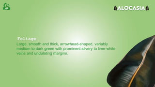 Foliage
Large, smooth and thick, arrowhead-shaped, variably
medium to dark green with prominent silvery to lime-white
veins and undulating margins.
 