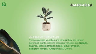 Alocasia Varieties
These alocasia varieties are wide & they are tender
perennial plants. Striking alocasia varieties are Nebula,
Cuprea, Wentii, Dragon Scale, Silver Dragon,
Stingray, Frydek, Amazonica & Others.
 