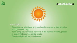 • Alocasias are adaptable and can handle a range of light from low
to bright indirect light.
• If you bring your alocasia outdoors in the warmer months, place it
in a spot that receives partial shade.
• Direct sunlight will burn the leaves.
Sunlight
 