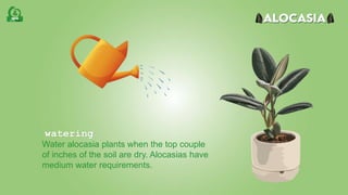 Water alocasia plants when the top couple
of inches of the soil are dry. Alocasias have
medium water requirements.
watering
 