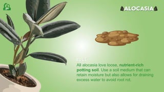 All alocasia love loose, nutrient-rich
potting soil. Use a soil medium that can
retain moisture but also allows for draining
excess water to avoid root rot.
soil
 