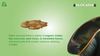 Make sure that there is plenty of organic matter,
like coco-coir, peat moss, or shredded leaves,
and avoid soils that contain moisture retaining
crystals.
 