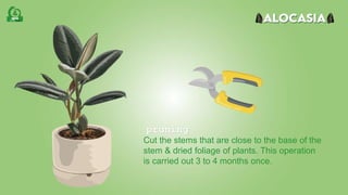 Cut the stems that are close to the base of the
stem & dried foliage of plants. This operation
is carried out 3 to 4 months once.
pruning
 