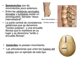 Semimóviles   son de movimientos poco extensos.   Entre las  vértebras cervicales ,  dorsales  y  lumbares  existe un amortiguador, llamado "disco intervertebral".  La parte central de consistencia gelatinosa que se denomina "núcleo pulposo", y una envuelta fibrosa que lo mantiene en su lugar y se denomina "anillo o envuelta fibrosa".  Inmóviles  no poseen movimiento. Las articulaciones que unen los  huesos del cráneo  son un ejemplo de este tipo.  