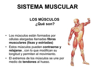 SISTEMA MUSCULAR Los músculos están formados por células alargadas llamadas  fibras musculares (lisas y estriadas)  Estos músculos pueden  contraerse y relajarse  , con lo que modifican su longitud y permiten el movimiento. El extremos de los músculos se une por medio de  tendones  al hueso. LOS MÚSCULOS  ¿Qué son? 