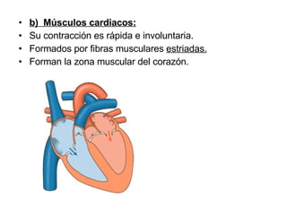 b)  Músculos cardiacos: Su contracción es rápida e involuntaria. Formados por fibras musculares  estriadas. Forman la zona muscular del corazón. 