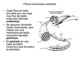 Fibras musculares estriadas Cada fibra se halla envuelta por una capa muy fina de tejido conjuntivo llamada  endomisio. Se agrupan formando haces musculares, que rodean por una membrana de tejido conjuntivo llamado  perimisio . El  epimisio  es una capa de tejido conjuntivo que envuelve al perimisio. 