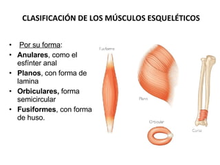 Por su forma : Anulares , como el esfínter anal Planos , con forma de lamina  Orbiculares,  forma semicircular  Fusiformes , con forma de huso. CLASIFICACIÓN DE LOS MÚSCULOS ESQUELÉTICOS 