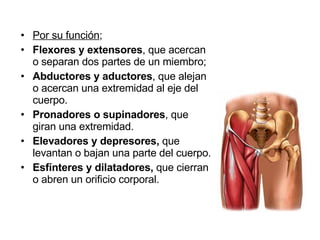 Por su función ; Flexores y extensores , que acercan o separan dos partes de un miembro;  Abductores y aductores , que alejan o acercan una extremidad al eje del cuerpo. Pronadores o supinadores , que giran una extremidad. Elevadores y depresores,  que levantan o bajan una parte del cuerpo. Esfínteres y dilatadores,  que cierran o abren un orificio corporal. 