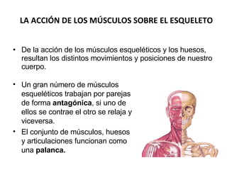 De la acción de los músculos esqueléticos y los huesos, resultan los distintos movimientos y posiciones de nuestro cuerpo. LA ACCIÓN DE LOS MÚSCULOS SOBRE EL ESQUELETO Un gran número de músculos esqueléticos trabajan por parejas de forma  antagónica , si uno de ellos se contrae el otro se relaja y viceversa. El conjunto de músculos, huesos y articulaciones funcionan como una  palanca. 