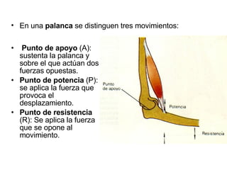 Punto de apoyo  (A): sustenta la palanca y sobre el que actúan dos fuerzas opuestas. Punto de potencia  (P): se aplica la fuerza que provoca el desplazamiento. Punto de resistencia  (R): Se aplica la fuerza que se opone al movimiento. En una  palanca  se distinguen tres movimientos: 