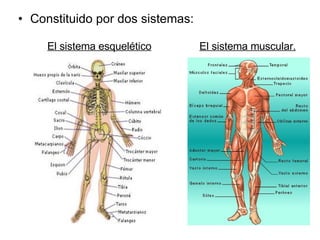Constituido por dos sistemas: El sistema muscular. El sistema esquelético 