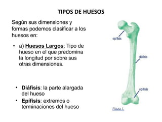 TIPOS DE HUESOS a)  Huesos Largos : Tipo de hueso en el que predomina la longitud por sobre sus otras dimensiones.  Según sus dimensiones  y formas  podemos clasificar a los huesos en: Diáfisis : la parte alargada del hueso  Epífisis : extremos o terminaciones del hueso  