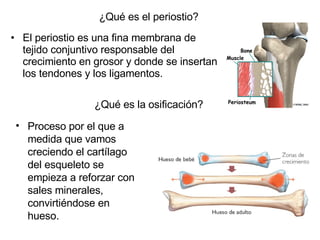 ¿Qué es el periostio? El periostio es una fina membrana de tejido conjuntivo responsable del crecimiento en grosor y donde se insertan los tendones y los ligamentos. ¿Qué es la osificación? Proceso por el que a medida que vamos creciendo el cartílago del esqueleto se empieza a reforzar con sales minerales, convirtiéndose en hueso. 