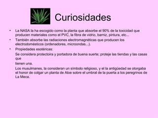 Curiosidades La NASA la ha escogido como la planta que absorbe el 90% de la toxicidad que producen materiales como el PVC, la fibra de vidrio, barniz, pintura, etc... También absorbe las radiaciones electromagnéticas que producen los electrodomésticos (ordenadores, microondas...). Propiedades esotéricas: Se considera protectoira y portadora de buena suerte; proteje las tiendas y las casas que tienen una. Los musulmanes, la consideran un símbolo religioso, y el la antigüedad se otorgaba el honor de colgar un planta de Aloe sobre el umbral de la puerta a los peregrinos de La Meca.   