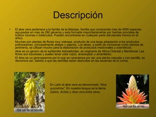 Descripción El aloe vera pertenece a la familia de la liliáceas, familia que comprende mas de 4000 especies agrupadas en mas de 280 géneros y esta formada mayoritariamente por hierbas provistas de bulbos rizomas o tubérculos. Pueden encontrarse en cualquier parte del planeta menos en el ártico. Muchas son plantas de flores muy vistosas, producto de una larga adaptación a los productos polinizadores, principalmente abejas y pájaros. Los aloes, a parte de conocerse como plantas de jardinería, se utilizan mucho para la elaboración de productos medicinales y cosméticos. Aloe es un genero de la subfamilia Asfodeloides, es originaría de Africa Oriental y Meridional. Las flores son tubulosas y suelen tener color rojizo, anaranjado o amarillento. El Aloe es un gimnosperma por lo que se caracteriza por ser una planta vascular y con semilla, se denomina así, debido a que las semillas estan desnudas en las escamas de lo conos.  En Latín el aloe vera es denominado  “Aloe succotrina” . En nuestra lengua se le llama  Zabira, Acíbar y Aloe vera  entre otros. 