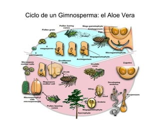 Ciclo de un Gimnosperma: el Aloe Vera 