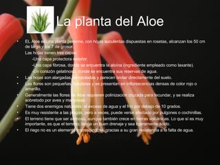 La planta del Aloe EL Aloe es una planta perenne, con hojas suculentas dispuestas en rosetas, alcanzan los 50 cm de largo y los 7 de grosor. Las hojas tienen tres capas: -Una capa protectora exterior. -Una capa fibrosa, donde se encuentra la aloína (ingrediente empleado como laxante). -Un corazón gelatinoso, donde se encuentra sus reservas de agua. Las hojas son alargadas, lanceoladas y parecen brotar directamente del suelo. Las flores son pequeñas, tubulares y se presentan en inflorescencias densas de color rojo o amarillo. Generalmente las flores de Aloe requieren polinización cruzada para fecundar, y se realiza sobretodo por aves y mariposas. Tiene dos enemigos naturales: el exceso de agua y el frío por debajo de 10 grados. Es muy resistente a las plagas, pero a veces, puede verse afectado por pulgones o cochinillas. El terreno tiene que ser arenoso, aunque también crece en tierras volcánicas. Lo que sí es muy importante, es que el terreno, tenga un buen drenaje y sea ligeramente ácido. El riego no es un elemento imprescindible, gracias a su gran resistencia a la falta de agua.  