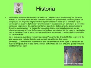 Historia En cuanto a la historia del aloe vera, se sabe que  Cleopatra debía su atractivo y sus cuidados diarios a la utilización diaria del aloe. Más tarde se descubre que la isla de Socotora (Arabia) fue conquistada por Alejandro Magno debido a la gran cantidad de aloes que la formaban y que servían para la curación de heridas y enfermedades de sus soldados. Un ejemplo de lo conocidas y ansiadas propiedades del Aloe lo encontramos cuando los árabes, grandes consumidores, lo llevaron a sus campañas y al finalizar la reconquista dejaron extensas plantaciones que se intentaron desplazar al Norte de Europa donde la planta no resistió el frío del Invierno. La dificultad para la conservación de la planta hizo que se olvidaran sus virtudes y cayó en el olvido sustituido por otros remedios.  Ya en otra época, cuando se iniciaron los viajes al Nuevo Mundo, Cristóbal Colón, se proveyó de aloe canario, una variedad de este, para combatir las epidemias de a bordo. En el siglo XX, comprobando su efectividad ante las quemaduras de los rayos X,  se recurrió de nuevo al antiguo cultivo de esta planta, aunque no fue hasta los años cincuenta que se consiguió estabilizar el jugo o gel. 