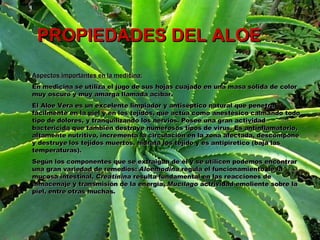 PROPIEDADES DEL ALOE Aspectos importantes en la medicina: En medicina se utiliza el jugo de sus hojas cuajado en una masa sólida de color muy oscuro y muy amarga llamada acíbar.  El Aloe Vera es un excelente limpiador y antiséptico natural que penetra fácilmente en la piel y en los tejidos, que actúa como anestésico calmando todo tipo de dolores, y tranquilizando los nervios. Posee una gran actividad bactericida que también destruye numerosos tipos de virus. Es antinflamatorio, altamente nutritivo, incrementa la circulación en la zona afectada, descompone y destruye los tejidos muertos, hidrata los tejido y es antipiretico (baja las temperaturas).  Según los componentes que se extraigan de él y se utilicen podemos encontrar una gran variedad de remedios:  Aloemodina  regula el funcionamiento de la mucosa intestinal,  Creatinina  resulta fundamental en las reacciones de almacenaje y transmisión de la energía,  Mucílago  actrividad emoliente sobre la piel, entre otras muchas. 