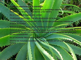 Aspectos importantes en la cosmética: El Aloe Vera es un excelente limpiador y antiséptico natural, que penetra fácilmente en la piel y en los tejidos y los hidrata. Es un importante regenerador celular Cicatrizante, tonificador y de alta penetración en la piel. Cuando se usa con regularidad, evita las arrugas prematuras y retarda las propias de la edad. Reduce la medida de los poros abiertos y se puede usar bajo el maquillaje. Como el aloe Vera es astringente (produce una acción antiinflamatoria), se ha de combinar su uso con una crema hidratante, preferentemente que lleve aloe en sus componentes. Es un excelente filtro solar de rayos UVA. Elimina las manchas causadas por el sol, si se usa por un largo periodo de tiempo. 
