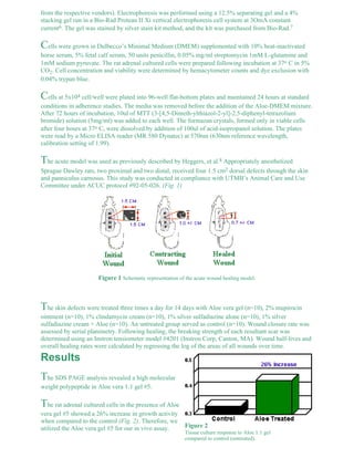 from the respective vendors). Electrophoresis was performed using a 12.5% separating gel and a 4% 
stacking gel run in a Bio-Rad Protean II Xi vertical electrophoresis cell system at 3OmA constant 
current6. The gel was stained by silver stain kit method, and the kit was purchased from Bio-Rad.7 
Cells were grown in Dulbecco’s Minimal Medium (DMEM) supplemented with 10% heat-inactivated 
horse serum, 5% fetal calf serum, 50 units penicillin, 0.05% mg/ml streptomycin 1mM L-glutamine and 
1mM sodium pyruvate. The rat adrenal cultured cells were prepared following incubation at 37o C in 5% 
CO2. Cell concentration and viability were determined by hemacytometer counts and dye exclusion with 
0.04% trypan blue. 
Cells at 5x104 cell/well were plated into 96-well flat-bottom plates and maintained 24 hours at standard 
conditions in adherence studies. The media was removed before the addition of the Aloe-DMEM mixture. 
After 72 hours of incubation, 10ul of MTT (3-[4,5-Dimeth-ylthiazol-2-yl]-2,5-diphenyl-tetrazolium 
bromide) solution (5mg/ml) was added to each well. The formazan crystals, formed only in viable cells 
after four hours at 37o C, were dissolved by addition of 100ul of acid-isopropanol solution. The plates 
were read by a Micro ELISA reader (MR 580 Dynatec) at 570nm (630nm reference wavelength, 
calibration setting of 1.99). 
The acute model was used as previously described by Heggers, et al.8 Appropriately anesthetized 
Sprague Dawley rats, two proximal and two distal, received four 1.5 cm2 dorsal defects through the skin 
and panniculus carnosus. This study was conducted in compliance with UTMB’s Animal Care and Use 
Committee under ACUC protocol #92-05-026. (Fig. 1) 
Figure 1 Schematic representation of the acute wound healing model. 
The skin defects were treated three times a day for 14 days with Aloe vera gel (n=10), 2% mupirocin 
ointment (n=10), 1% clindamycin cream (n=10), 1% silver sulfadiazine alone (n=10), 1% silver 
sulfadiazine cream + Aloe (n=10). An untreated group served as control (n=10). Wound closure rate was 
assessed by serial planimetry. Following healing, the breaking strength of each resultant scar was 
determined using an Instron tensiometer model #4201 (Instron Corp, Canton, MA). Wound half-lives and 
overall healing rates were calculated by regressing the log of the areas of all wounds over time. 
Figure 2 
Tissue culture response to Aloe 1:1 gel 
compared to control (untreated). 
Results 
The SDS PAGE analysis revealed a high molecular 
weight polypeptide in Aloe vera 1:1 gel #5. 
The rat adrenal cultured cells in the presence of Aloe 
vera gel #5 showed a 26% increase in growth activity 
when compared to the control (Fig. 2). Therefore, we 
utilized the Aloe vera gel #5 for our in vivo assay. 
 