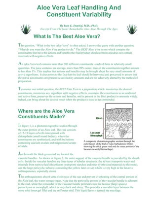 Aloe Vera Leaf Handling And 
Constituent Variability 
By Ivan E. Danhof, M.D., Ph.D. 
Excerpt From The book: Remarkable Aloe, Aloe Through The Ages 
What Is The Best Aloe Vera? 
The question, “What is the best Aloe Vera” is often asked. I answer the query with another question, 
“What do you want the Aloe Vera product to do.” The BEST Aloe Vera is one which contains the 
constituents that have the actions and benefits the final product should contain and does not contain 
materials with negative effects. 
An Aloe Vera leaf contains more than 200 different constituents - each of them in relatively small 
quantities. The juice contains, on average, more than 99% water, thus all the constituents together amount 
to less than 1%. This implies that actions and benefits may be brought about by very small amounts of 
active ingredients. It also points to the fact that the leaf should be harvested and processed to assure that 
the active constituents are present in satisfactory amounts and are not adversely altered by the method of 
preparation. 
To answer our initial question, the BEST Aloe Vera is a preparation which: maximizes the desired 
constituents, minimizes any ingredient with negative effects, maintains the constituents in an unaltered 
and active form, preserves the actions and benefits, and is present in the final product in amounts which, 
indeed, can bring about the desired result when the product is used as recommended. 
Where are the Aloe Vera 
Constituents Made? 
In figure 1, is a photomicrographic section through 
the outer portion of an Aloe leaf. The rind consists 
of 15-18 layers of cells interspersed with 
chloroplasts (small round bodies), where the 
constituents are synthesized, and with inclusions 
A composite photomicrographic section through the 
containing calcium oxalate and magnesium lactate 
outer layers of the leaf of Aloe barbadensis Miller, 
crystals. 
showing the thick green rind and the outer portion of the 
lacunar mesophyll (mucilage). 
Just beneath the thick green rind are located the 
vascular bundles. As shown in Figure 2, the outer support of the vascular bundle is provided by the sheath 
cells. Inside the vascular bundles are three types of tubular structures: the xylem (transports water and 
minerals from roots to leaf) the phloem (transports starches and other synthesized materials to the roots), 
and the large pericyclic tubules (containing the yellow latex or sap which is very high in the laxative 
anthraquinones, especially aloin). 
The anthraquinones absorb ultra violet rays of the sun and prevent overheating of the central portion of 
the Aloe leaf, the water storage organ. Note that the pericyclic portion of the vascular bundle is adherent 
to the rind, while the remainder of the vascular bundle protrudes into the lacunar (large spaces) 
parenchyma or mesophyll, which is very thick and slimy. This provides a movable layer between the 
more solid inner gel fillet and the stiff outer rind. This liquid layer is termed the mucilage. 
 