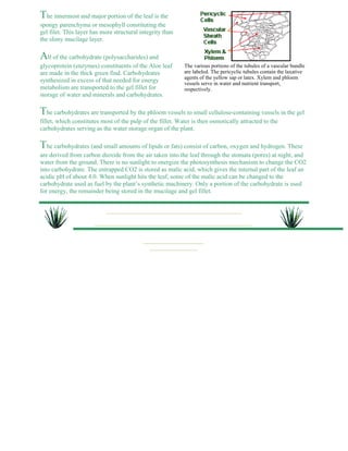 The innermost and major portion of the leaf is the 
spongy parenchyma or mesophyll constituting the 
gel filet. This layer has more structural integrity than 
the slimy mucilage layer. 
All of the carbohydrate (polysaccharides) and 
glycoprotein (enzymes) constituents of the Aloe leaf 
The various portions of the tubules of a vascular bundle 
are made in the thick green find. Carbohydrates 
are labeled. The pericyclic tubules contain the laxative 
synthesized in excess of that needed for energy 
agents of the yellow sap or latex. Xylem and phloem 
vessels serve in water and nutrient transport, 
metabolism are transported to the gel fillet for 
respectively. 
storage of water and minerals and carbohydrates. 
The carbohydrates are transported by the phloem vessels to small cellulose-containing vessels in the gel 
fillet, which constitutes most of the pulp of the fillet. Water is then osmotically attracted to the 
carbohydrates serving as the water storage organ of the plant. 
The carbohydrates (and small amounts of lipids or fats) consist of carbon, oxygen and hydrogen. These 
are derived from carbon dioxide from the air taken into the leaf through the stomata (pores) at night, and 
water from the ground. There is no sunlight to energize the photosynthesis mechanism to change the CO2 
into carbohydrate. The entrapped CO2 is stored as malic acid, which gives the internal part of the leaf an 
acidic pH of about 4.0. When sunlight hits the leaf, some of the malic acid can be changed to the 
carbohydrate used as fuel by the plant’s synthetic machinery. Only a portion of the carbohydrate is used 
for energy, the remainder being stored in the mucilage and gel fillet. 
 