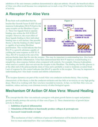 inhibition of the auto-immune condition demonstrated in adjuvant arthritis. Overall, the beneficial effects 
of Aloe vera often result because two components act in such a way (Yin Yang) to normalize the balance 
of activity. 
A Receptor For Aloe Vera 
It has been well established that the Figure 2 
Insulin-like Growth Factor II (IGF-II) and 
mannose-6-phosphate (M-6-P) bind to the 
same receptor on the fibroblast (Figure 
2). These two ligands bind at separate 
binding sites within the IGF-II/M-6-P 
receptor. However, the exact effect of 
these ligands binding to their individual 
binding sites is still unclear. One possible 
theory is that the binding of either ligand 
is capable of activating fibroblast 
proliferation. This would indicate that free 
M-6-P is a growth substance capable of 
yielding the same response as IGF-II. In 
Aloe, M-6-P is located at the end of the 
polysaccharide chain that fits into the receptor. This may be important in understanding how Aloe heals 
wounds and inhibits inflammation. It has been demonstrated that M-6-P improves wound healing in a 
straight line, dose-response fashion when compared with controls. For example, Glucose-6-phosphate, 
when used as a control, does not activate the receptor in the fibroblast. The binding site for this glucose is 
at the other end of the polysaccharide chain of Aloe and is probably a weak to moderate covalent bond. 
Lack of response by this control indicates that M-6-P is specific to the receptor. This may be important in 
understanding how Aloe heals wounds and inhibits inflammation. 
The receptor dynamics are part of the overall Aloe vera conductor-orchestra theory. One exciting 
characteristic of this theory is that the conductor-orchestra unit has little or no toxicity at very high gm/kg 
doses. Most of us working with Aloe vera have recorded no toxicity. In fact, we feel that Aloe vera can 
modulate, reduce and may even eliminate toxicity of other biological agents. 
Mechanism Of Action Of Aloe Vera: Wound Healing 
The concept that the Aloe vera molecule synergizes with plant growth factors to repair and produce 
growth, broadly portrays the activity of Aloe vera (Figure 3). Three characteristics of growth factor 
activity in Aloe are: 
1. Inhibition of pain & inflammation 
2. Stimulation of fibroblasts to functionally produce collagen & proteoglycans 
Increased wound tensile strength 
The mechanism of Aloe’s inhibition of pain and inflammation will be detailed in the next section, 
first we must understand how Aloe vera enhances wound healing. 
3. 
 