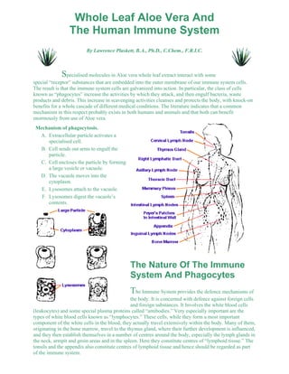 Whole Leaf Aloe Vera And 
The Human Immune System 
By Lawrence Plaskett, B.A., Ph.D., C.Chem., F.R.I.C. 
Specialised molecules in Aloe vera whole leaf extract interact with some 
special “receptor” substances that are embedded into the outer membrane of our immune system cells. 
The result is that the immune system cells are galvanized into action. In particular, the class of cells 
known as “phagocytes” increase the activities by which they attack, and then engulf bacteria, waste 
products and debris. This increase in scavenging activities cleanses and protects the body, with knock-on 
benefits for a whole cascade of different medical conditions. The literature indicates that a common 
mechanism in this respect probably exists in both humans and animals and that both can benefit 
enormously from use of Aloe vera. 
Mechanism of phagocytosis. 
Extracellular particle activates a 
specialised cell. 
A. 
Cell sends out arms to engulf the 
particle. 
B. 
Cell encloses the particle by forming 
a large vesicle or vacuole. 
C. 
The vacuole moves into the 
cytoplasm. 
D. 
E. Lysosomes attach to the vacuole. 
Lysosomes digest the vacuole’s 
contents. 
F. 
The Nature Of The Immune 
System And Phagocytes 
The Immune System provides the defence mechanisms of 
the body. It is concerned with defence against foreign cells 
and foreign substances. It Involves the white blood cells 
(leukocytes) and some special plasma proteins called “antibodies.” Very especially important are the 
types of white blood cells known as “lymphocytes.” These cells, while they form a most important 
component of the white cells in the blood, they actually travel extensively within the body. Many of them, 
originating in the bone marrow, travel to the thymus gland, where their further development is influenced, 
and they then establish themselves in a number of centres around the body, especially the lymph glands in 
the neck, armpit and groin areas and in the spleen. Here they constitute centres of “lymphoid tissue.” The 
tonsils and the appendix also constitute centres of lymphoid tissue and hence should be regarded as part 
of the immune system. 
 