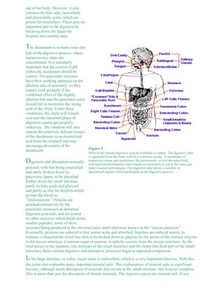 out of the body. However, it also 
contains the bile salts, taurocholic 
and glycocholic acids, which are 
potent fat emulsifiers. These play an 
important part in fat digestion by 
breaking down the larger fat 
droplets into smaller ones. 
The duodenum is in many ways the 
hub of the digestive process, where 
numerous key steps are 
concentrated. It is extremely 
important that the control of pH 
within the duodenum should be 
correct. The pancreatic enzymes 
have their working optimum on the 
alkaline side of neutrality, so they 
cannot work properly if the 
combined effect of the slightly 
alkaline bile and the pancreatic juice 
should fail to neutralize the strong 
acid of the chyle. Under these 
conditions, the chyle will remain 
acid and the intestinal phase of 
digestion cannot get properly 
underway. The situation will also 
expose the relatively delicate tissues 
of the duodenum to un-neutralized 
acid from the stomach and may 
encourage ulceration of the 
duodenum. 
Figure 1 
Most of the human digestive system is tubular in nature. The digestive tube 
is separated from the body wall by a coelomic cavity. A membrane of 
Digestion and absorption normally 
connective tissue and epithelium, the peritoneum, covers the inner body 
wall (parietal peritoneum) and extends as mesentery to cover the outer gut 
proceed, with fats being emulsified 
tube (visceral peritoneum). The digestive tube shows a number of 
and partly broken down by 
specialised regions which participate in the digestive process. 
pancreatic lipase, to be absorbed 
further down the small intestine, 
partly as fatty acids and glycerol 
and partly as tiny fat droplets which 
go into the blood as 
“chylomicrons.” Proteins are 
attacked extensively by the 
pancreatic proteases as intestinal 
digestion proceeds, and are joined 
by other enzymes which break down 
smaller peptides, some of these 
enzymes being produced in the intestinal juice itself otherwise known as the “succus entericus.” 
Eventually, proteins are reduced to free amino acids and absorbed. Starches are reduced mainly to 
maltose, a disaccharide which has then to be broken down to glucose by the action of the maltase enzyme 
in the succus entericus. Common sugar or sucrose, is split by sucrase from the succus entericus. As the 
food passes to the jejunum, (the mid part of the small intestine) and the ileum (the final part of the small 
intestine), these various digestive and absorptive processes begin to approach completion. 
In the large intestine, or colon, much water is reabsorbed, which is a very important function. With this, 
the colon also reabsorbs many important mineral salts. This reabsorption of mineral salts is significant 
because, although much absorption of minerals also occurs in the small intestine, this is never complete. 
This is more than just the absorption of dietary minerals. The digestive juices are mineral rich. If any 
 