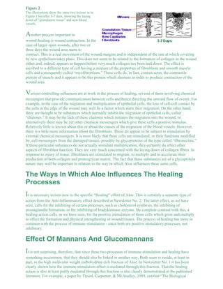 Figure 2 
The illustrations show the same two lesions as in 
Figure 1 but after 3-7 days, showing the laying 
down of “granulation tissue” and new blood 
vessels. 
Another process important in 
wound-healing is wound contraction. In the 
case of larger open wounds, after two or 
three days the wound area starts to 
contract. This is a real movement of the wound margins and is independent of the rate at which covering 
by new epithelium takes place. This does not seem to be related to the formation of collagen in the wound 
either and, indeed, appears to happen before very much collagen has been laid down. The effect is 
ascribed to a different type of cell having a mixture of the properties of fibroblasts and smooth muscle 
cells and consequently called “myofibroblasts.” These cells do, in fact, contain actin, the contractile 
protein of muscle and it appears to be this protein which shortens in order to produce contraction of the 
wound area. 
Various controlling influences are at work in the process of healing, several of them involving chemical 
messengers that provide communication between cells and hence directing the onward flow of events. For 
example, in the case of the migration and multiplication of epithelial cells, the loss of cell-cell contact by 
the cells at the edge of the wound may well be a factor which starts their migration. On the other hand, 
there are thought to be substances which normally inhibit the migration of epithelial cells, called 
“chalones.” It may be the lack of these chalones which initiates the migration into the wound, or 
alternatively there may be yet other chemical messengers which give these cells a positive stimulus. 
Relatively little is known about this or about the causes of the migration of the blood vessels. However, 
there is a little more information about the fibroblasts. These do appear to be subject to stimulation by 
external chemical messengers. It is most likely that these cells are stimulated, or their functions modified 
by, cell messengers from the damaged tissues, possibly by glycoproteins of the type called “fibronectins.” 
If these particular substances do not actually stimulate multiplication, they certainly do affect other 
aspects of fibroblast function. They are very much concerned with the laying down of collagen fibres. In 
response to injury of tissue, fibroblasts are stimulated to migrate, to multiply and to accelerate their 
production of both collagen and proteoglycan matrix. The fact that these substances are of a glycoprotein 
nature may well be important in relation to the way in which Aloe influences these same cells. 
The Ways In Which Aloe Influences The Healing 
Processes 
It is necessary to turn now to the specific “Healing” effect of Aloe. This is certainly a separate type of 
action from the Anti-Inflammatory effect described in Newsletter No. 2. The latter effect, as we have 
seen, calls for the inhibiting of certain processes, such as cholesterol synthesis, the inhibiting of 
prostaglandin formation, or the inhibiting of bradykininase enzyme. By complete contrast with this, a 
healing action calls, as we have seen, for the positive stimulation of those cells which grow and multiply 
to effect the formation and physical strengthening of wound tissues. The process of healing has more in 
common with the process of immune stimulation - since both are positive stimulatory processes, not 
inhibitory. 
Effect Of Mannans And Glucomannans 
It is not surprising, therefore, that since these two processes of immune stimulation and healing have 
something in common, that they should also be linked in another way. Both seem to reside, at least in 
part, in the high molecular weight carbohydrate-rich fraction of Aloe. In Newsletter No. 1 it has been 
clearly shown how the immune stimulation effect is mediated through this fraction. That the healing 
action is also at least partly mediated through this fraction is also clearly demonstrated in the published 
literature. For example, a paper by Tizard, Carpenter, & McAnalley, 1989, entitled “The Biological 
 