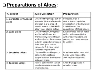 Aloes(in details) | PPT