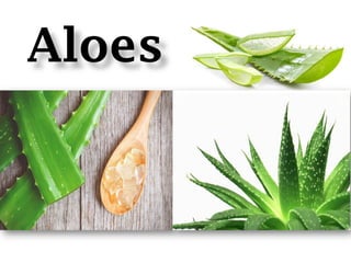 Aloes
 