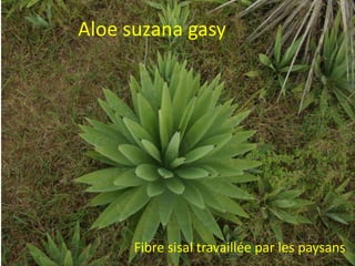 Aloe suzana gasy




      Fibre sisal travaillée par les paysans
 