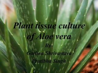 Plant tissue culture of Aloe vera By- GarimaShrivastava Pratibha Singh 