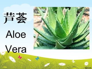 芦荟 
Aloe 
Vera 
 
